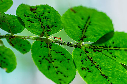 花椒树上的蚂蚁和病虫害蚜虫