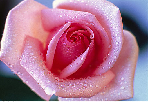 特写,粉红玫瑰,水滴
