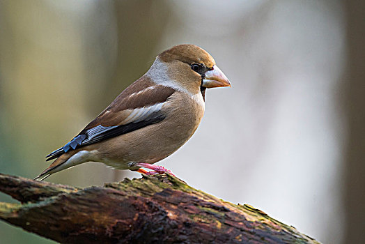 蜡嘴鸟,锡嘴雀,雌性,坐在树上,下萨克森,德国,欧洲