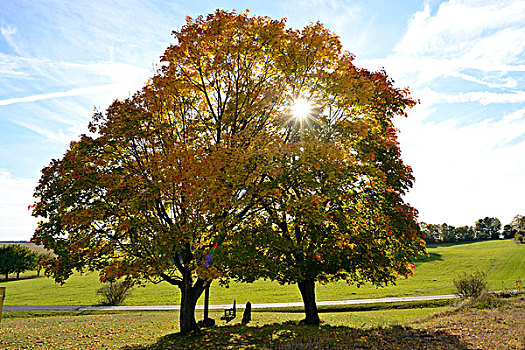 台,下方的,田枫树,方,路,在秋天,上普法尔茨,巴伐利亚,德国