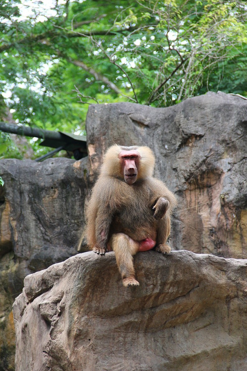 阿拉伯狒狒图片_阿拉伯狒狒高清图片_全景视觉