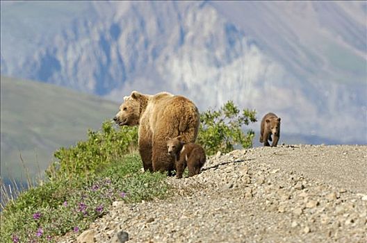 棕熊,母熊,苔原,德纳里峰国家公园,阿拉斯加,美国