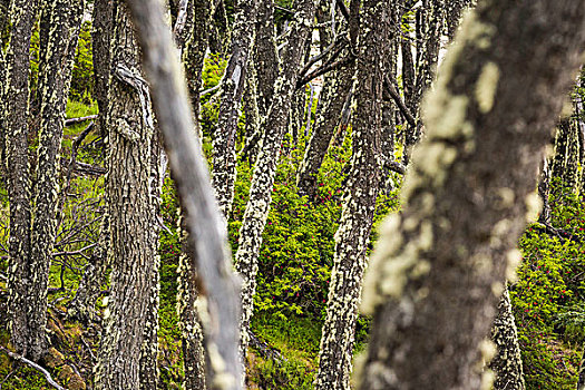 苔藓,树林,树干,洛斯格拉希亚雷斯国家公园,巴塔哥尼亚,智利