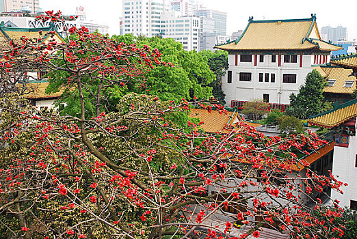 广州市政府大院红棉花