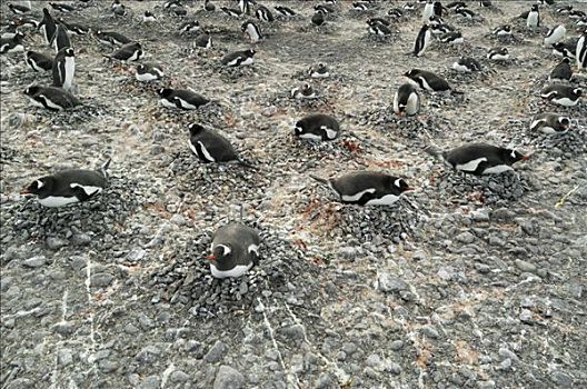 巴布亚企鹅,生物群,孵卵,巢穴,石头,扬基,港口,欺骗岛,南极