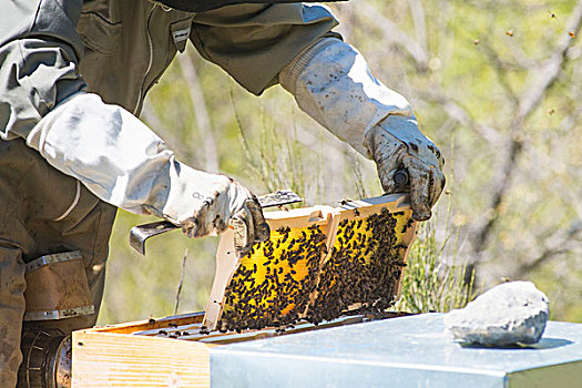 养蜂人,采集,蜂蜜,蜂窝