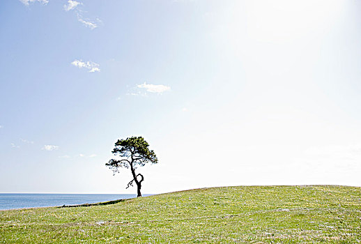 松树,山,海洋,瑞典