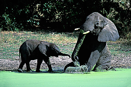 非洲,博茨瓦纳,乔贝国家公园,小象,死亡,非洲象,水中,洞