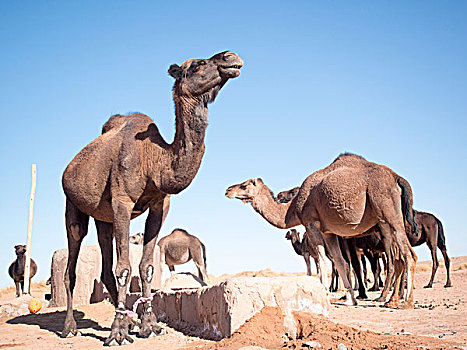 多,骆驼,沙漠,却比沙丘,摩洛哥