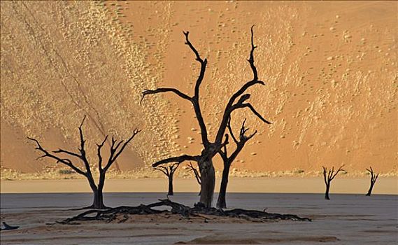 死,树,刺槐,死亡谷,纳米布沙漠,纳米比亚,非洲