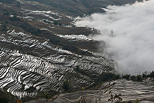 云南元阳梯田,云海,徐学哲摄影,尼康,年,月