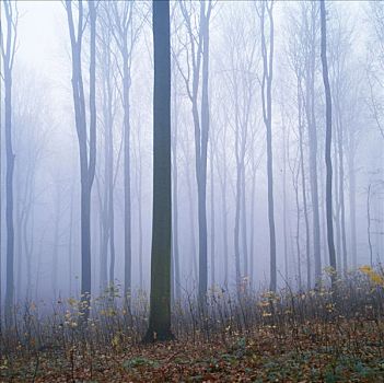 落叶林,雾,十一月,巴登符腾堡,德国