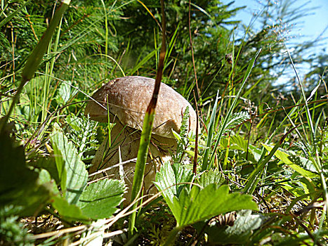 野蘑菇,草丛,挑选,国家,爱好,捷克共和国