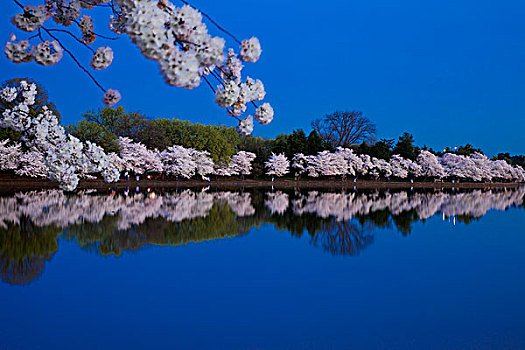 花,樱桃树,围绕,潮汐,黎明,华盛顿特区,美国