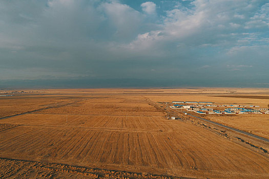 新疆巴里坤,麦收地的金黄