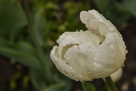 郁金香,花,雨