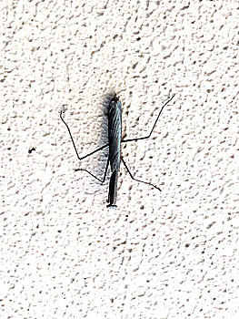 墙面上的一只螳螂