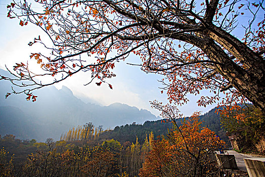 树叶,树枝,秋色,山