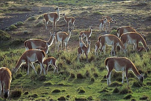 牧群,原驼,哺乳动物,巴塔哥尼亚,智利,南美,动物