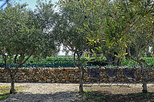 椅子,花园,传统,地中海,石墙,橄榄树