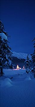 云杉,树林,照亮,圣诞灯光,冬天