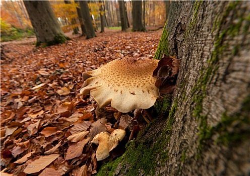 蘑菇,树