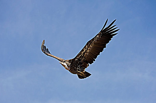 秃鹰,飞行,马赛马拉,公园,肯尼亚
