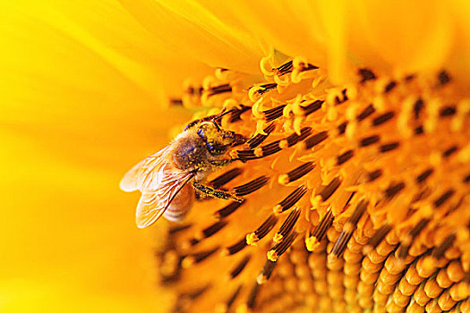 特写,蜜蜂,向日葵,花蜜,收集