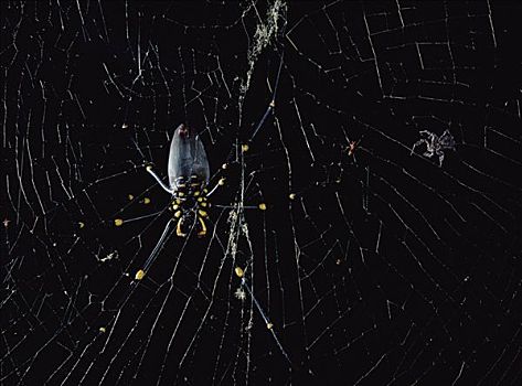 跳蛛,巨大,雌性,金色,球体,蜘蛛,上郎蜘蛛,茎,小,相同,蜘蛛网,昆士兰,澳大利亚