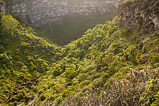 厄瓜多尔,圣克鲁斯岛,加拉帕戈斯群岛,国家公园