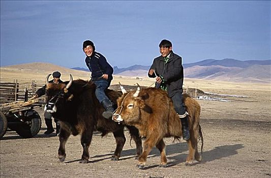 男孩,骑,母牛,蒙古