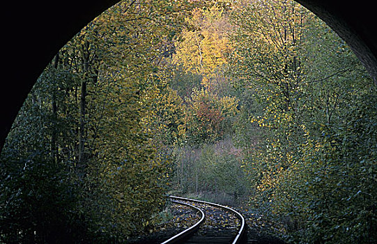 出口,注视,树林,秋天,轨道,隧道,运输,列车,铁路,交通,无人,叶子