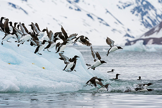 海雀,厚嘴海鸦,飞起,沿岸,冰山,斯匹次卑尔根岛,斯瓦尔巴特群岛,挪威