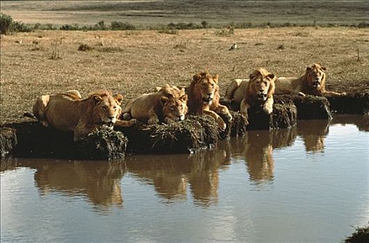 非洲狮,狮子,幼小,群,水潭,塞伦盖蒂国家公园,坦桑尼亚