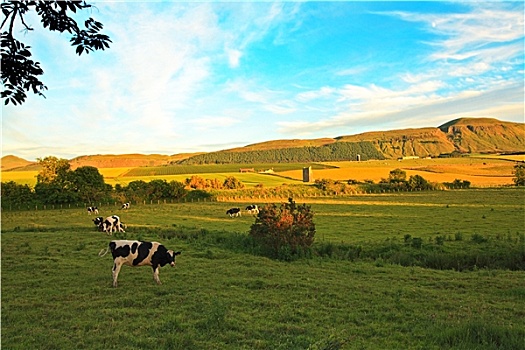 漂亮,苏格兰,风景,母牛