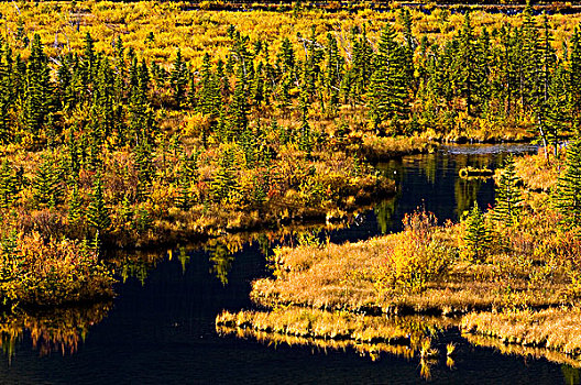 秋色,湿地,维米里翁湖,水塘,班芙国家公园,艾伯塔省,加拿大