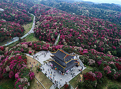 百里杜鹃一起看花海感受春的气息