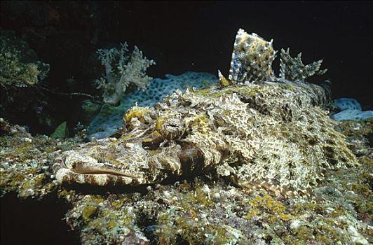 保护色,海底,米尔恩湾,巴布亚新几内亚