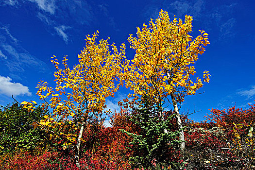树,秋天,彩色,德纳里峰国家公园,阿拉斯加,美国