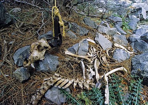 骨骼,狗,左边,死,饥饿,峡谷,克里特岛,希腊