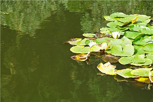 白浪,百合,计划,水塘