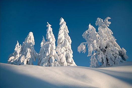 树,遮盖,重,雪,巴伐利亚,德国