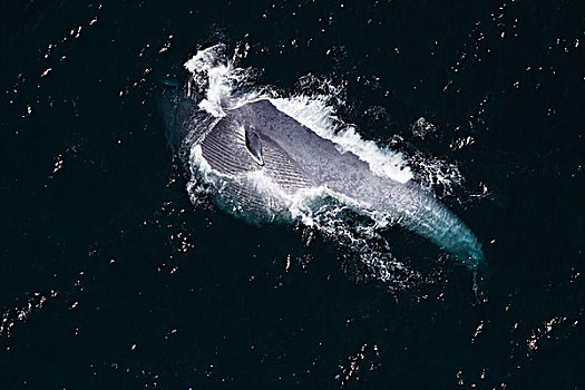 蓝鲸,喂食,科特兹海,墨西哥