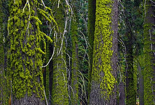 苔藓密布,云杉,树干,红杉国家公园,加利福尼亚,美国