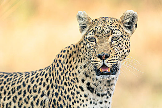 博茨瓦纳,奥卡万戈三角洲,豹,看,室外,捕食