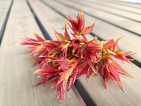 香椿芽,香椿