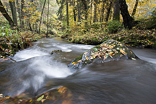 河,流动,秋日树林,下萨克森,德国,欧洲