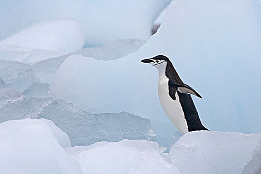 帽带企鹅,阿德利企鹅属,冰,南,奥克尼群岛,南极