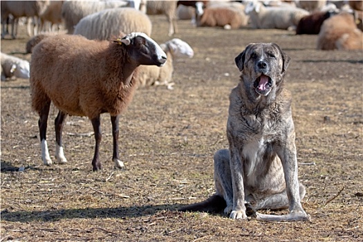 羊群,西班牙