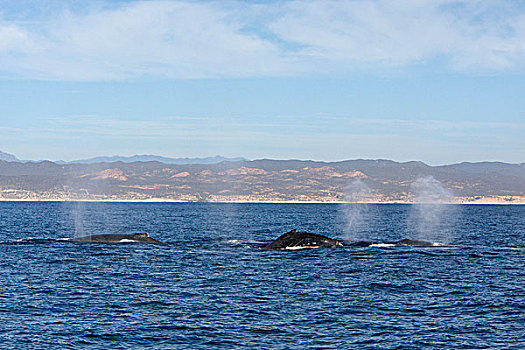 驼背鲸,大翅鲸属,鲸鱼,平面,喷涌,科特兹海,下加利福尼亚州,墨西哥